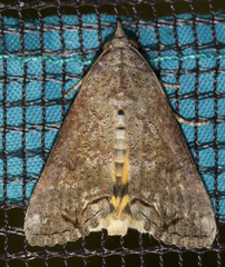 Hypocala deflorata