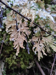 Selaginella moellendorffii