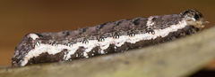 Hypocala deflorata