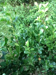 Buxus sinica
