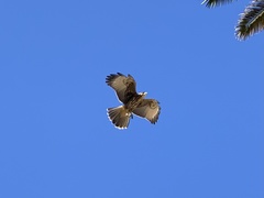 Parabuteo unicinctus