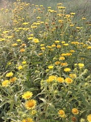 Inula japonica