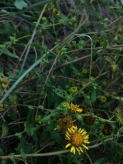 Inula japonica