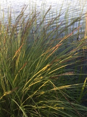 Carex elata