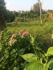 Persicaria orientalis