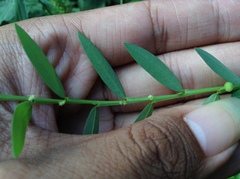 Phyllanthus virgatus