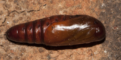 Hypocala deflorata