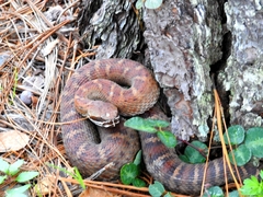 Crotalus willardi