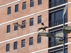 Parabuteo unicinctus