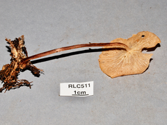 Marasmius cladophyllus