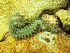 Hermodice carunculata