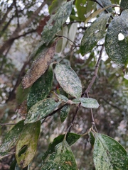 Cornus hongkongensis