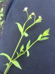 Stellaria alsine