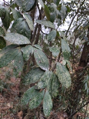 Cornus hongkongensis