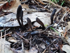 Geoglossum fallax
