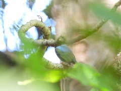 Chiroxiphia lanceolata