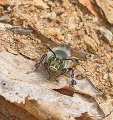 Anthophora dalmatica