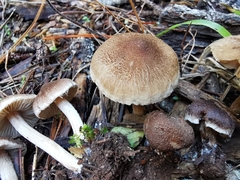 Inocybe flocculosa