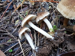 Inocybe flocculosa