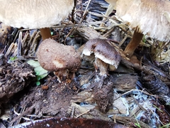 Inocybe flocculosa