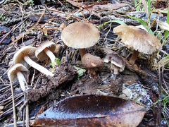 Inocybe flocculosa