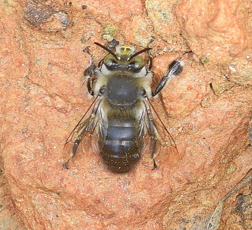 Anthophore dalmate