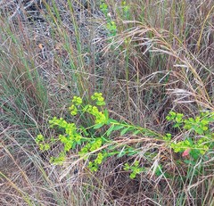 Euphorbia genistoides