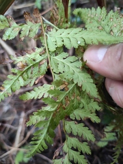 Davallia mariesii