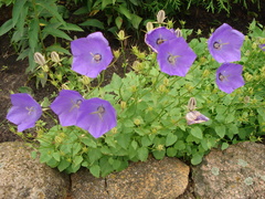 Campanula carpatica
