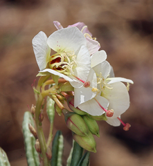 Chylismia claviformis claviformis