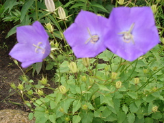 Campanula carpatica