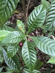 Psychotria nervosa