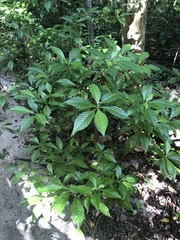 Psychotria nervosa