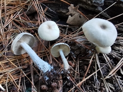 Clitocybe metachroa