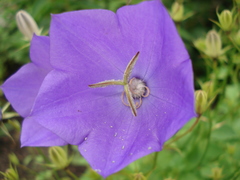 Campanula carpatica