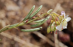 Chylismia claviformis claviformis