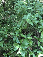 Psychotria nervosa