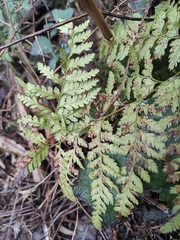 Davallia mariesii