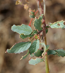 Chylismia claviformis claviformis