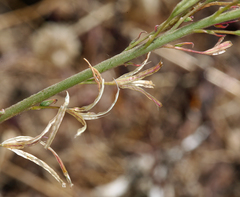 Chylismia claviformis claviformis