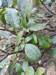 Rhododendron ovatum