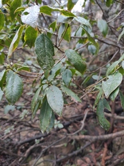 Rhododendron ovatum