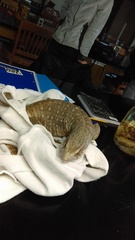 Varanus exanthematicus