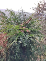 Taxus mairei