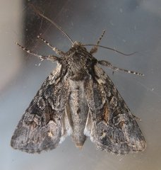 Lacinipolia sareta