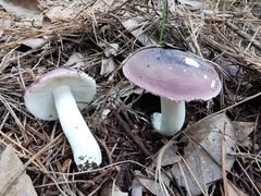 Russula turci