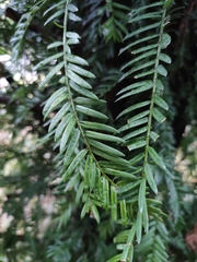 Taxus mairei