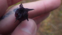 Rosa spinosissima myriacantha