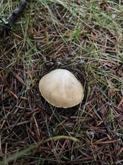 Inocybe albodisca