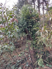 Taxus mairei
